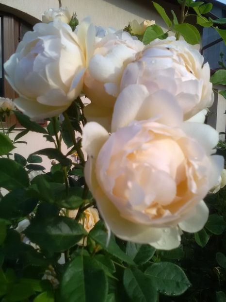  - Gradina iunie 2018