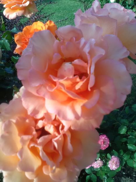  - Gradina iunie 2018