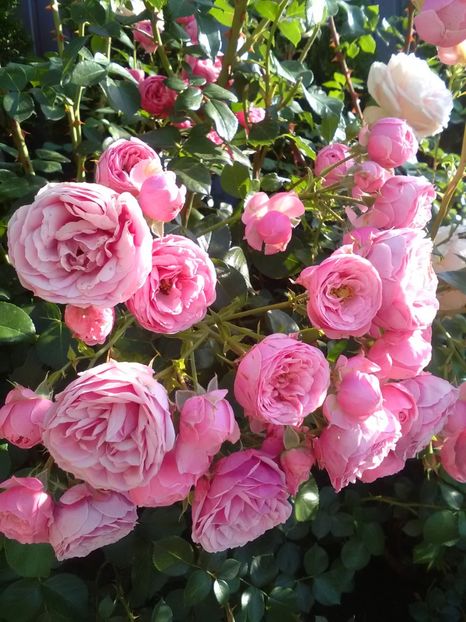  - Gradina iunie 2018