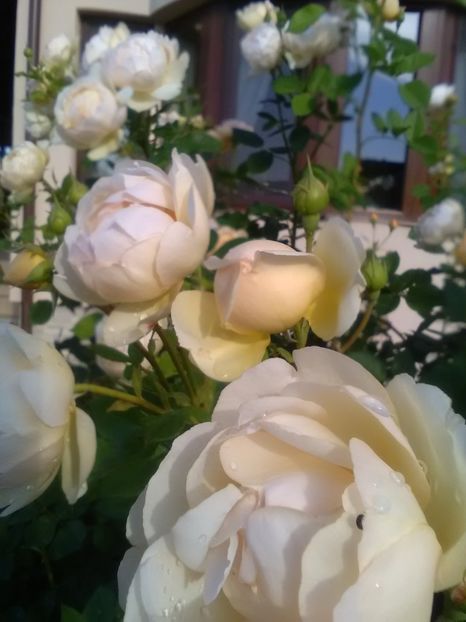  - Gradina iunie 2018