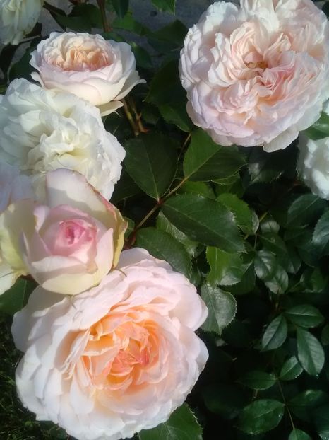  - Gradina iunie 2018