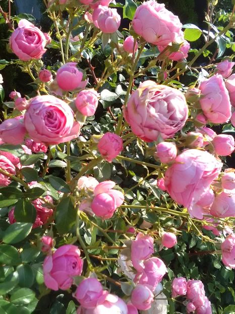  - Gradina iunie 2018