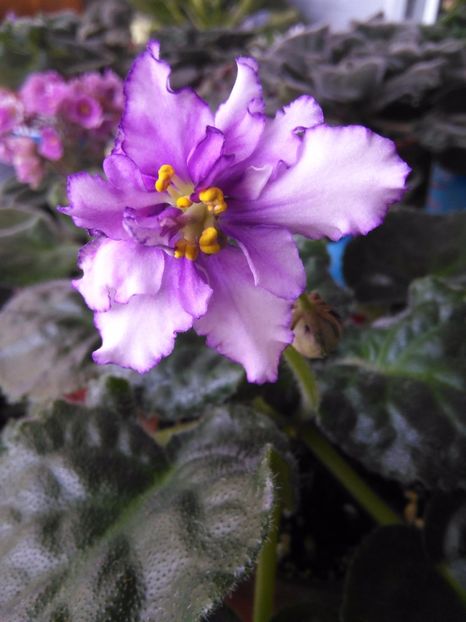  - 1-A- Violete 2018