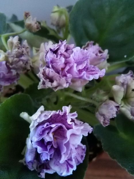  - 1-A- Violete 2018