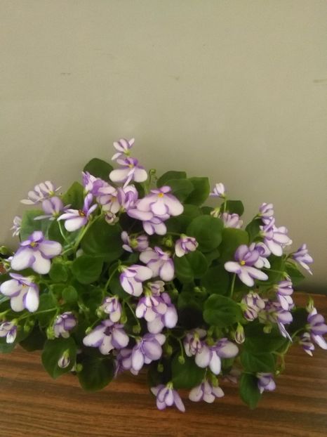  - 1-A- Violete 2018