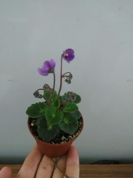 Cupie Doll - 1-A- Violete 2018