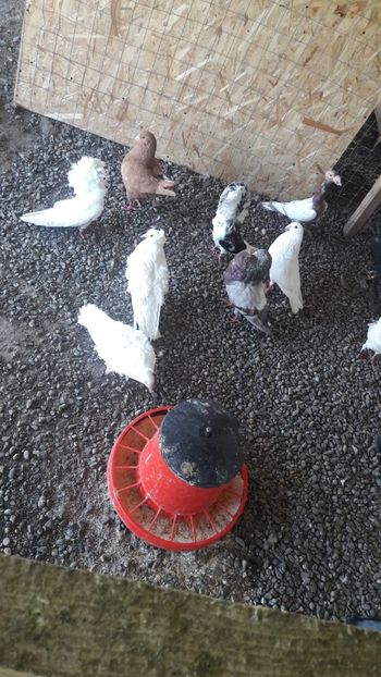 IMG-20180530-WA0035 - 00---PORUMBEI 2019