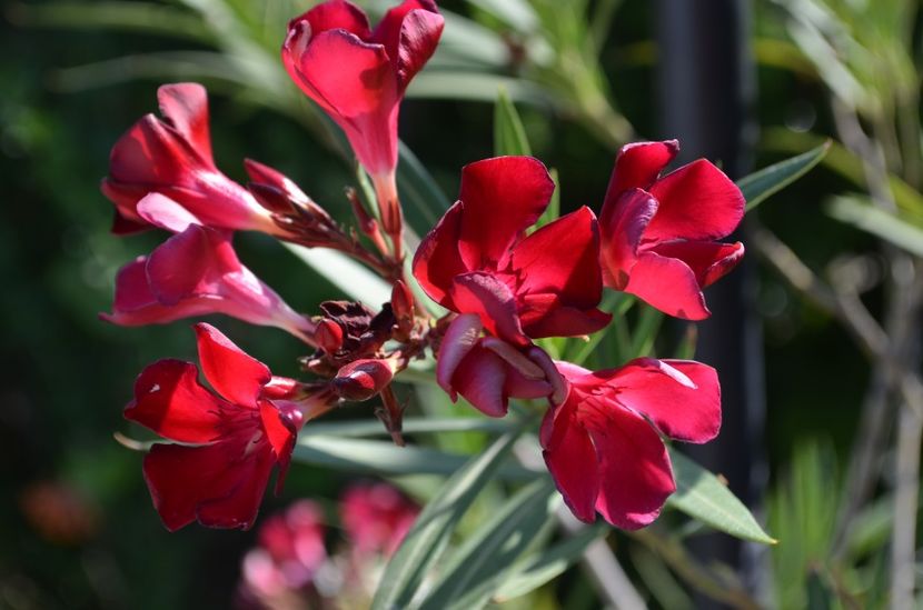  - dragostea  de natura