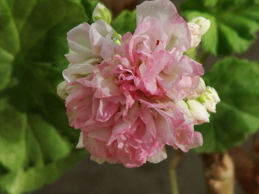 JEANIE HUNT a - provizoriu