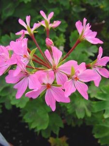Shirley__s_Sister (2) - provizoriu