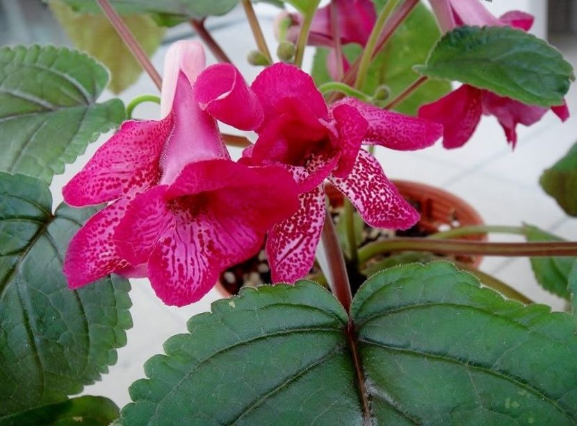 ISA,S GORGEUS - provizoriu