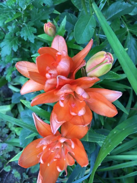 DCAF3C57-CD26-4568-8445-F9065A7D4848 - Crini in gradina