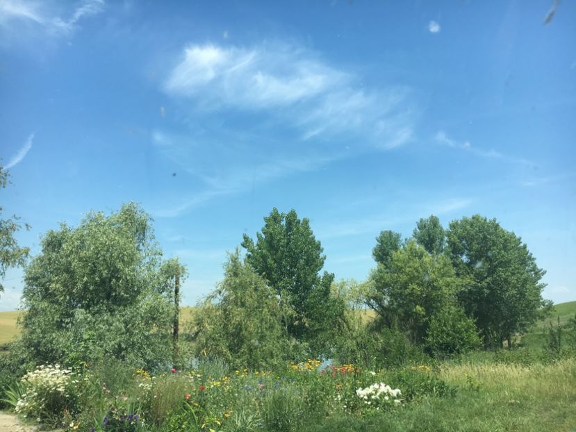 27F6D15A-9D7F-477A-8988-CE156D856057 - Flori la balta 2018