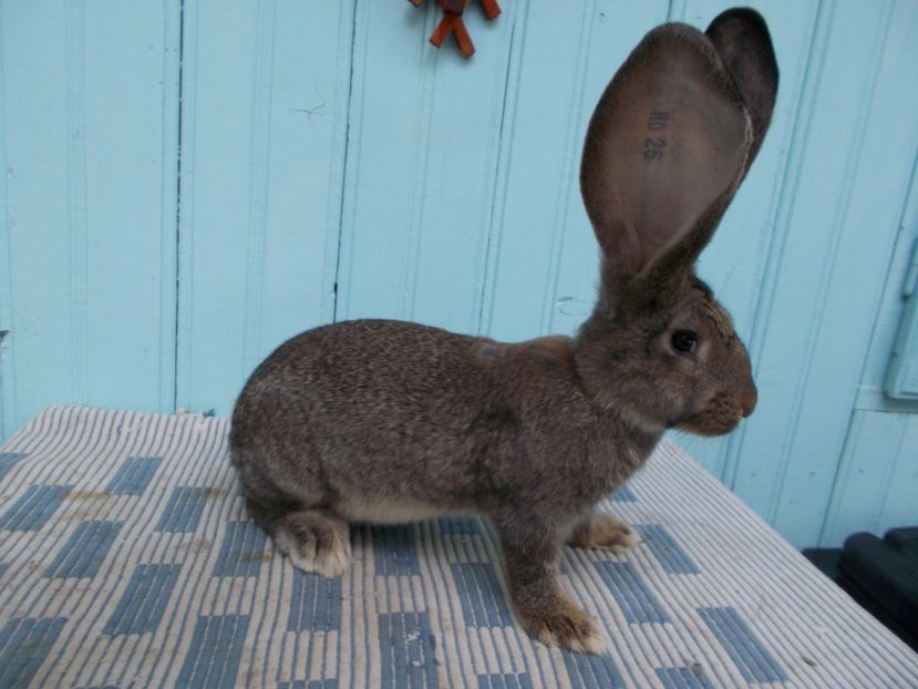 3,5 luni - NR 3 FEMELA 96 P