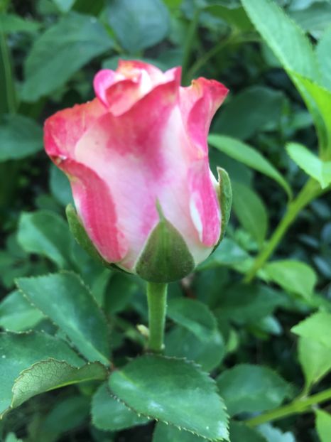 668EB6D7-BBF1-4160-BDC0-39CDF5FF6BB2 - Trandafiri 2018 ll