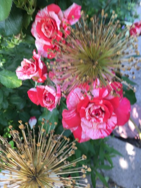 32F4374F-C3FF-4A08-9ACA-D95124DE379F - Trandafiri 2018 ll