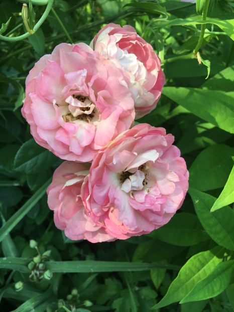 necunoscut - Trandafiri 2018 ll