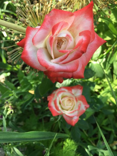 prințesa farah - Trandafiri 2018 ll