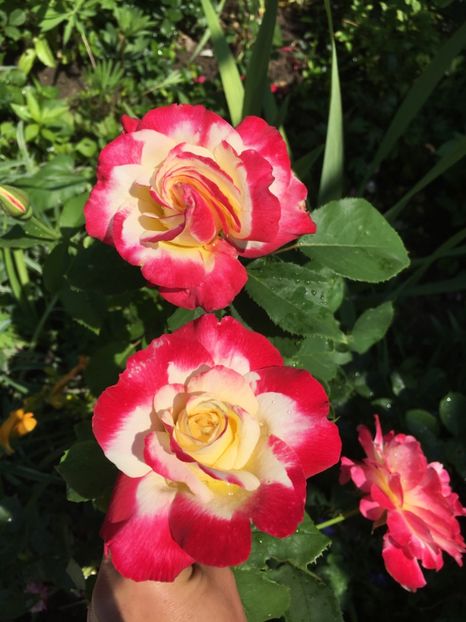 DD - Trandafiri 2018 ll