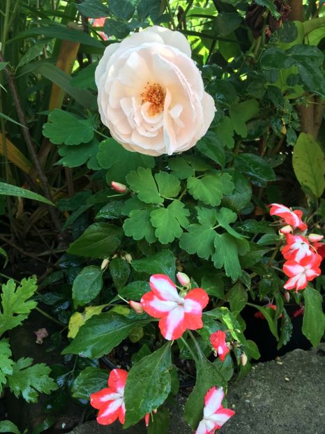 Englezesc - Trandafiri 2018 ll