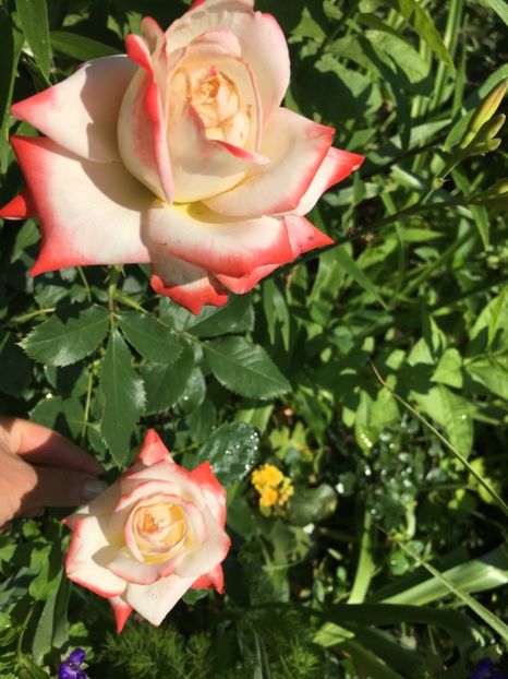 CC461FDA-DAEF-47BD-9424-1573C8A11C5E - Trandafiri 2018 ll