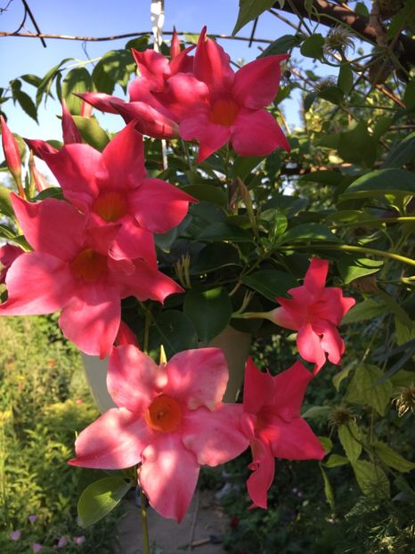 AD2F5510-2C90-4936-9AC1-5316D8694D08 - Mandeville 2018