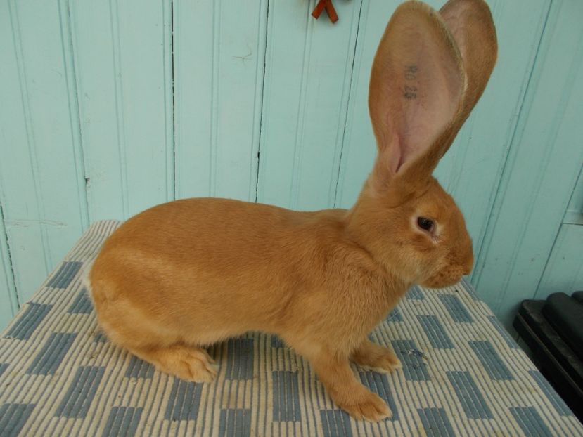 3,5 luni - NR 2 MASCUL