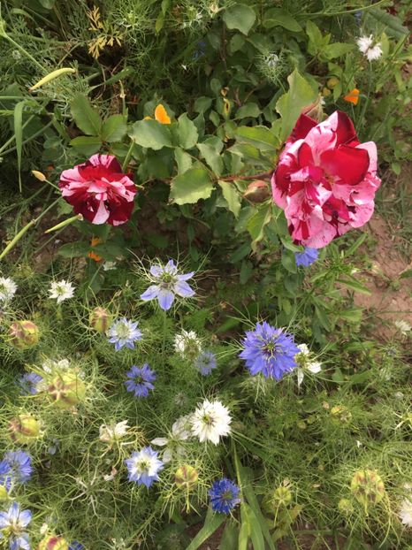 62F4AA09-9EA5-4916-AAD4-EEB2B6C2968F - Garofite