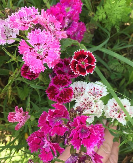 5DB39CB2-6178-482D-A737-2C0757C7C27E - Garofite