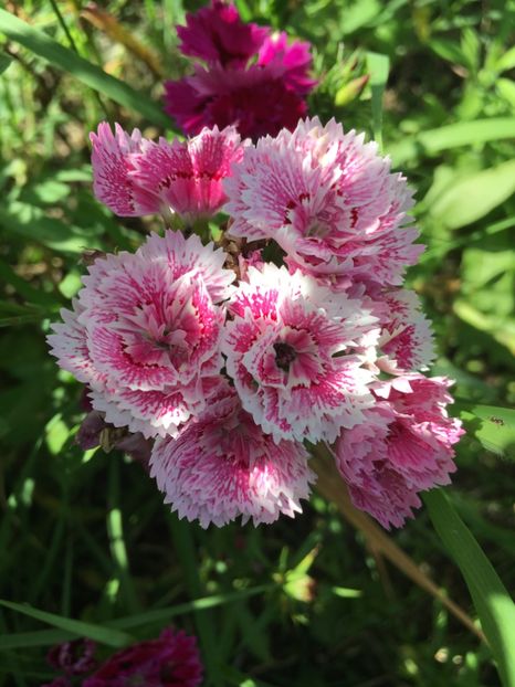 40980B20-78B6-425B-B69C-9772A8D35C04 - Garofite