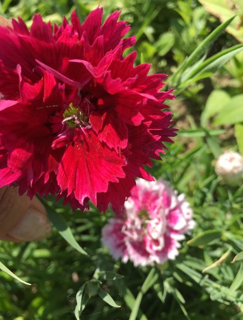 7C2FB214-B219-4701-B51D-F997A1FC8537 - Garofite