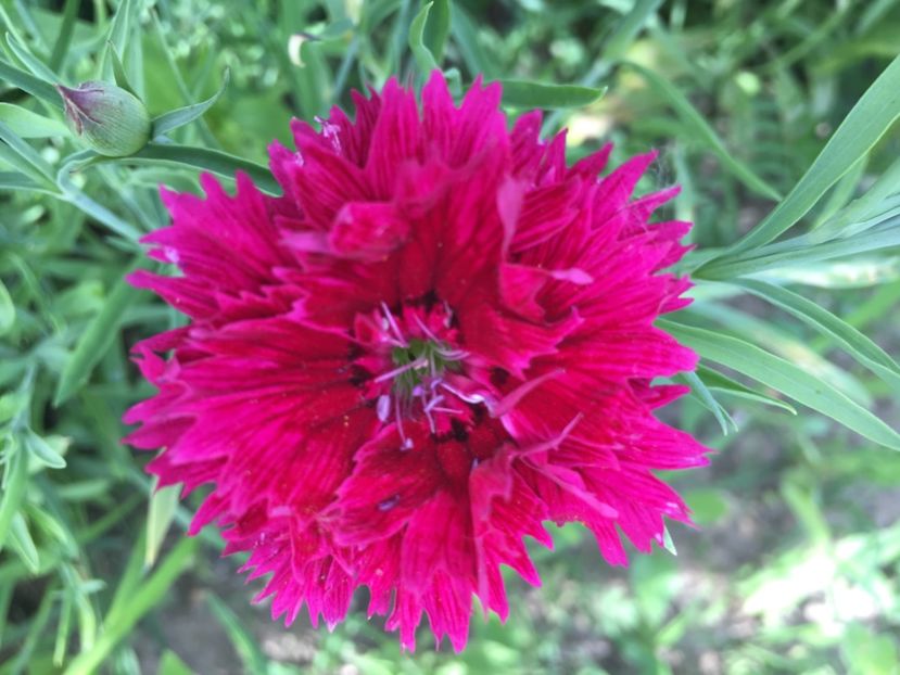 07F97076-4AF1-4A31-AD59-A5C68B9D4A32 - Garofite