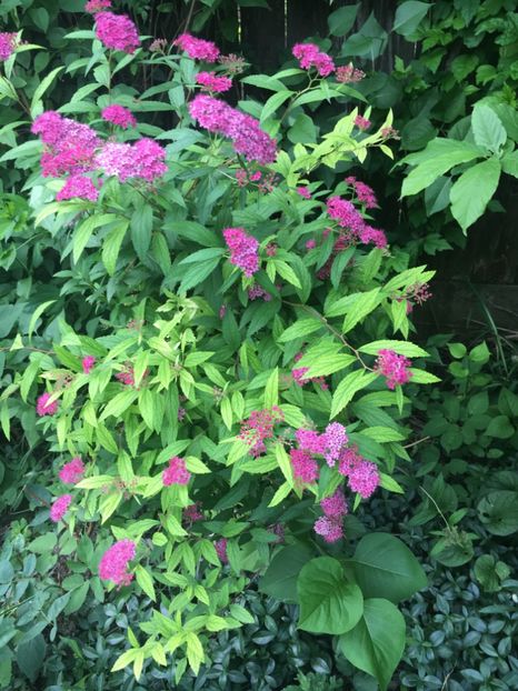 E12BFC90-DA21-4E67-9ED9-F93079A5A9DB - Arbuști 2018