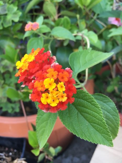 31.05.2018 - Lantana