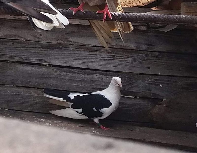 Ciocoasa cu un joc superb - 4-Jucatori de Galati