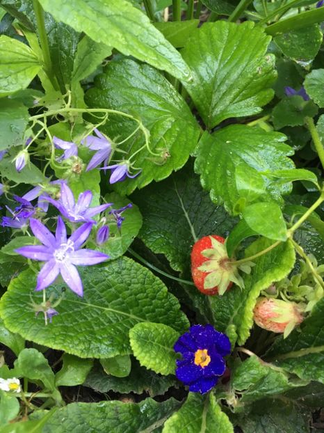 7E9C9E0D-573D-4C93-8AA7-48E05F4474D6 - Clopotei