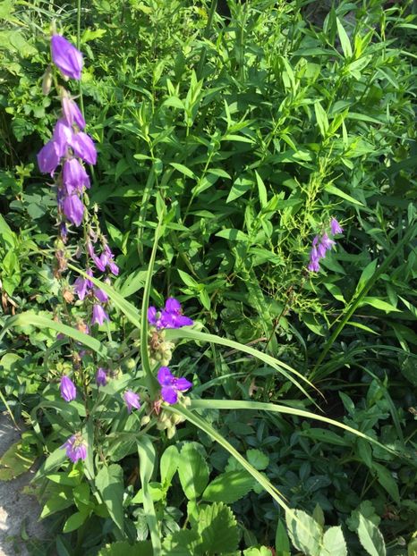 CA116219-C309-438B-A5EB-56BA90495476 - Clopotei