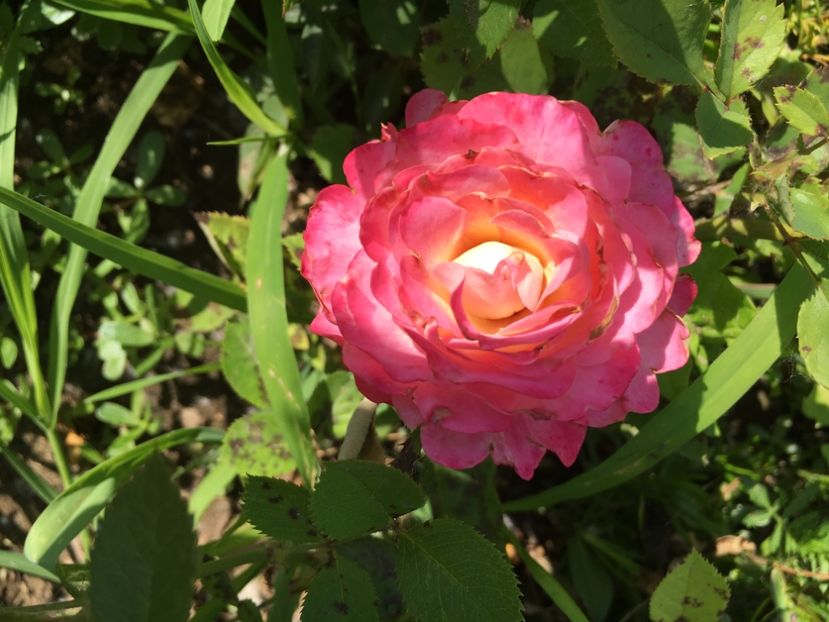 D8A76788-FCA0-4DBC-9FA0-438474EB13BE - Trandafiri mini