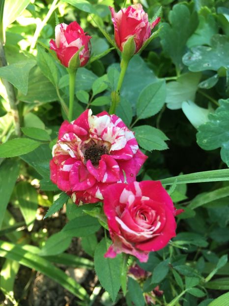 BB2AAB78-67C0-427D-87E7-5697E85BD795 - Trandafiri mini