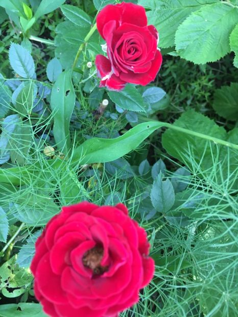 42EA9FDC-CF18-4955-8607-7620019F83C8 - Trandafiri mini