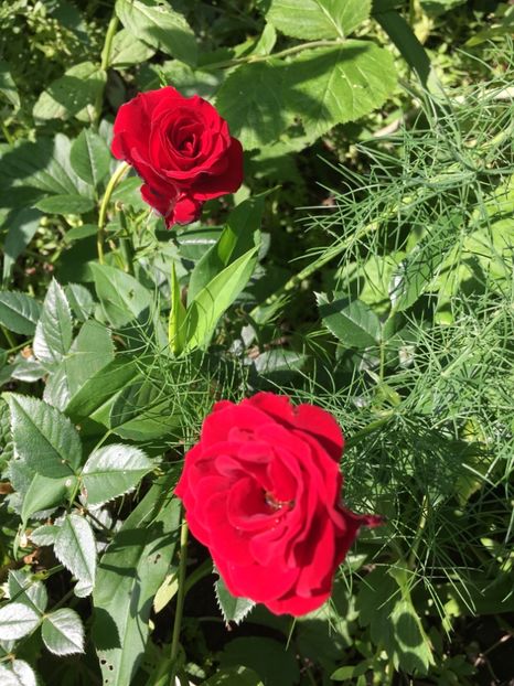 5E32FFCC-9BAA-4998-8D31-3249B24DE7FC - Trandafiri mini