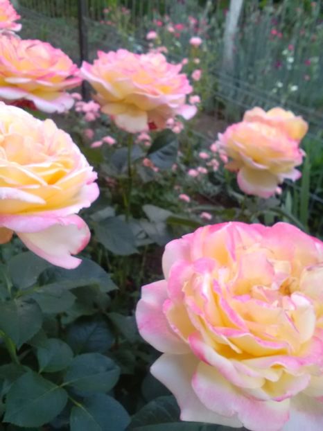  - Gradina iunie 2018