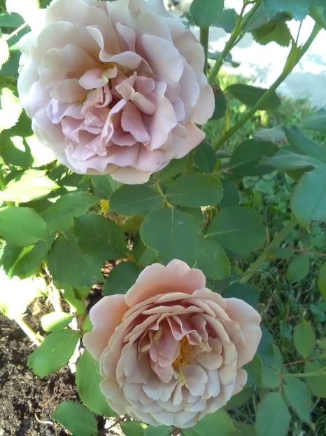  - Gradina iunie 2018