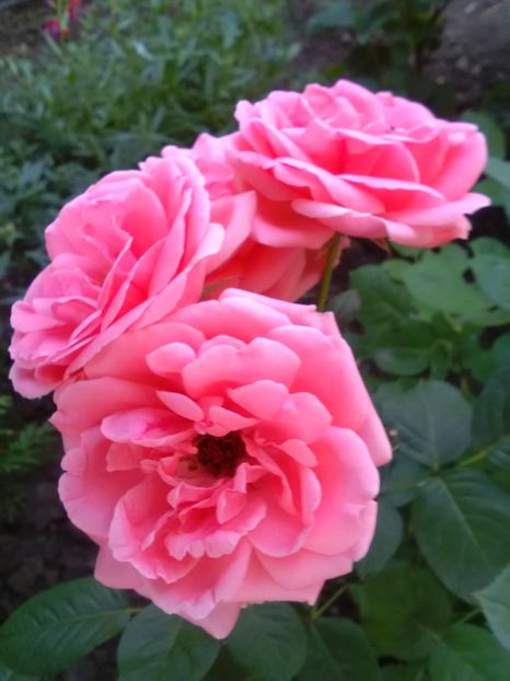  - Gradina iunie 2018