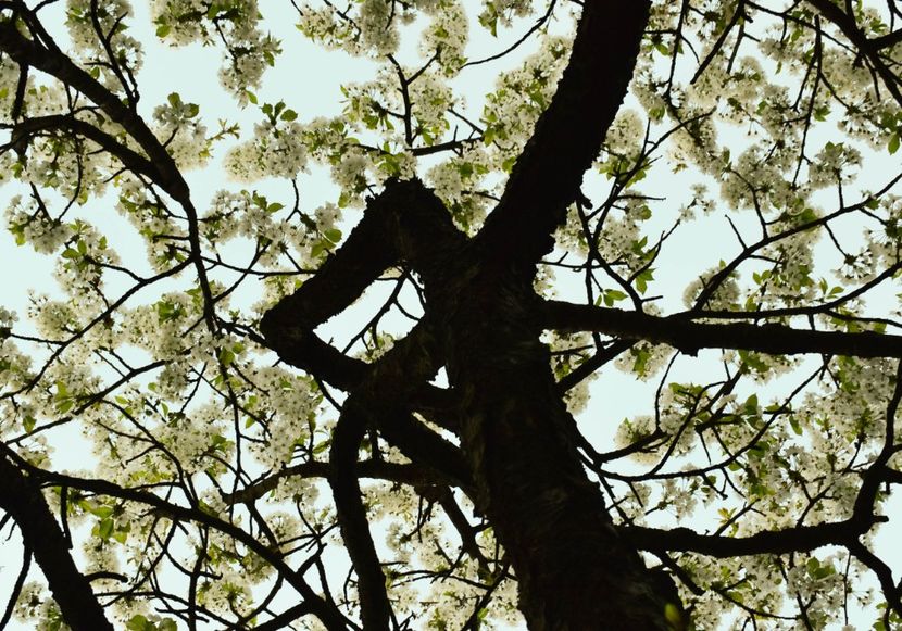  - Photo 14 - Primavara