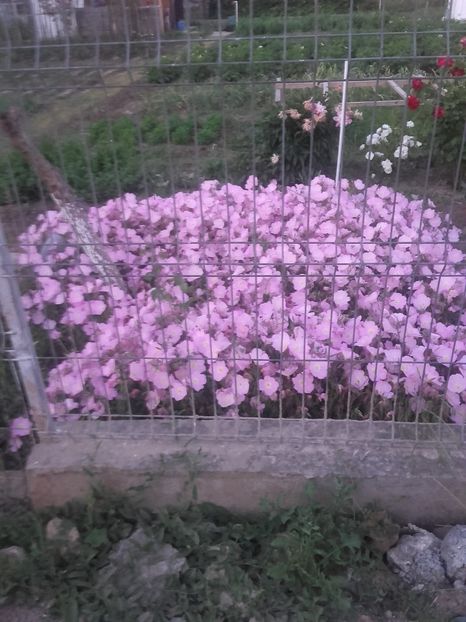 Nu stiu cum se numesc - Gradina-2018