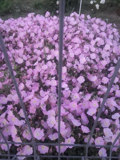 Ce sunt oare? - Gradina-2018