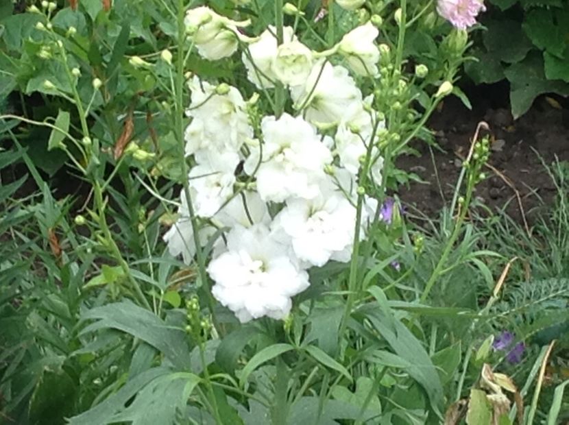  - Delphinium un nou inceput