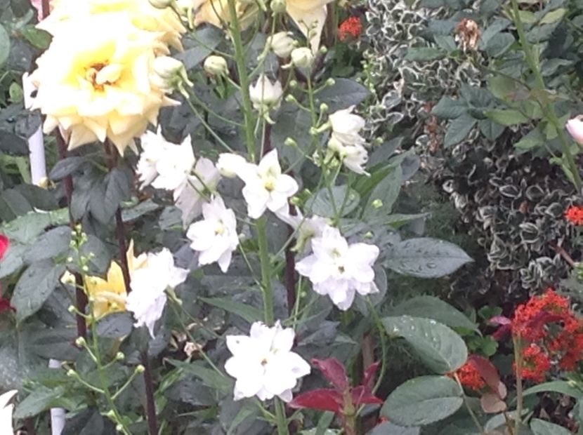  - Delphinium un nou inceput