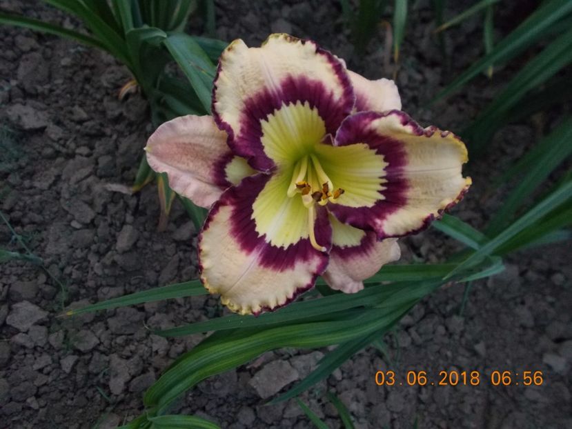 spacecoast sea shells-9,6 - Hemerocallis 2018